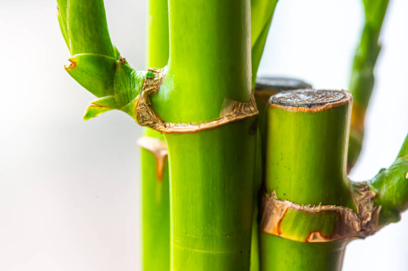 Couple stems of Lucky Bamboo as freshwater aquarium plant option