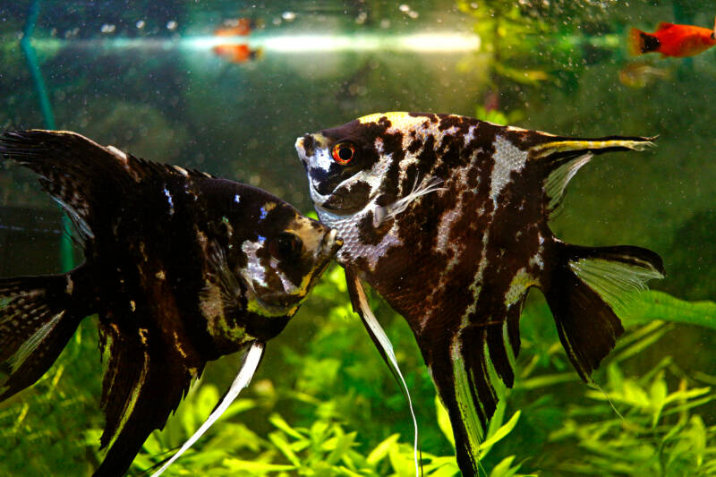 A couple of Marble angelfish (Pterophyllum scalare) inside an aquarium with air bubbles and live plants