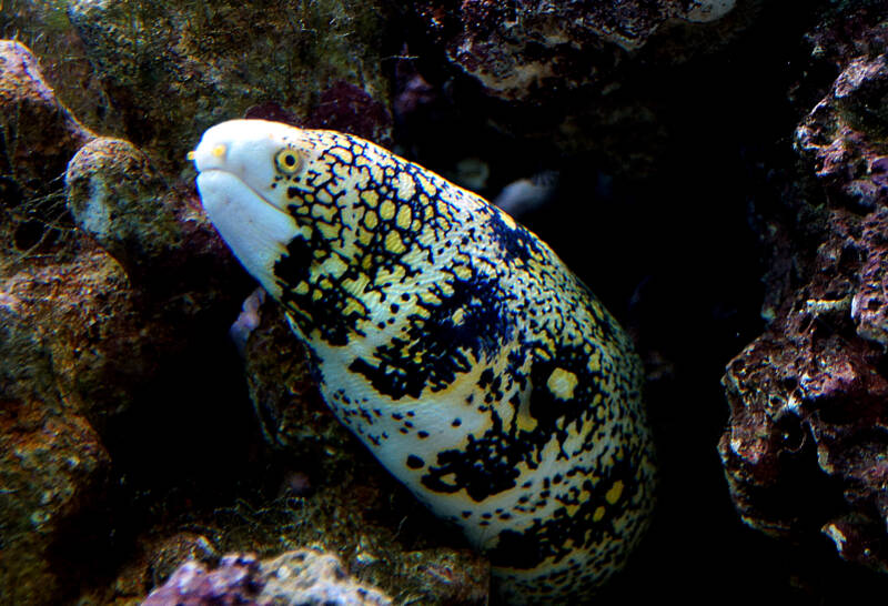 Moray also known as Snowflake Moray Eel hiding out