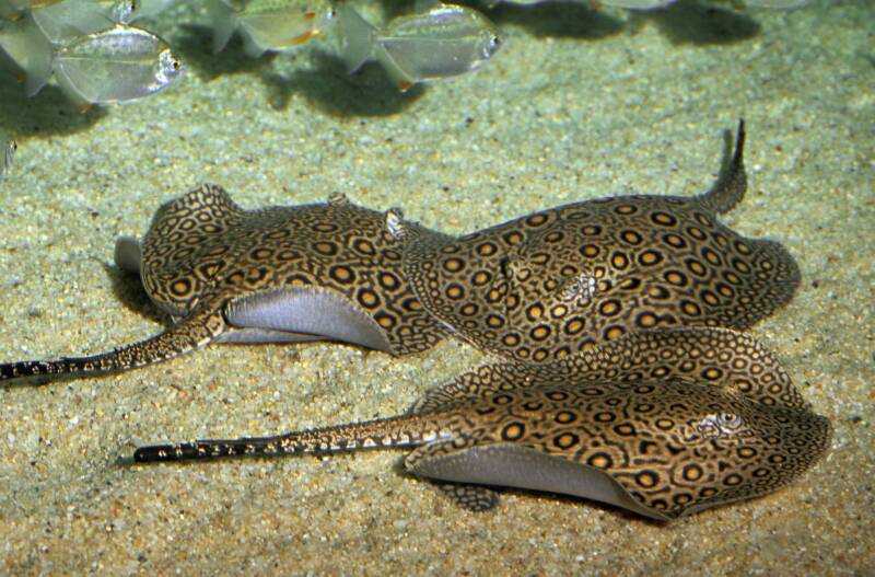 Three Potamotrygon Motoro stingrays