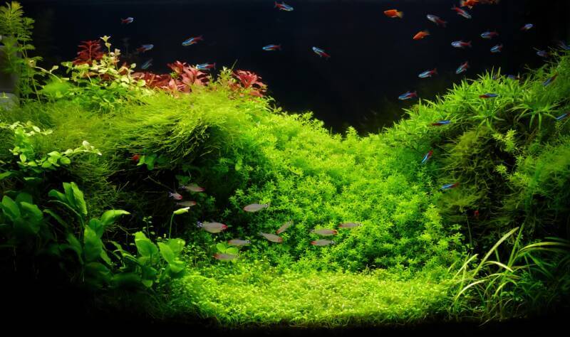 Planted aquarium needs a lot of CO2