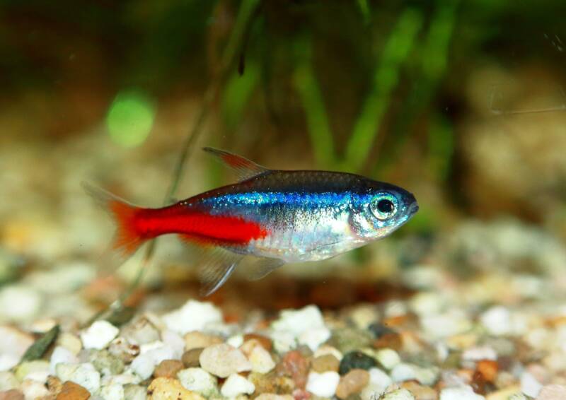 Neon tetra is swimming close to the aquarium bottom