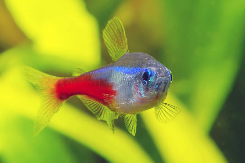 Close-up of a yellow finned neon tetra on a blurry background