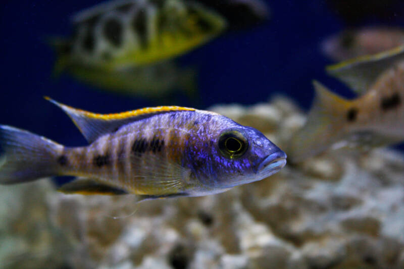 Otopharynx lithobates as a good choice for a tank mate for the Peacock Cichlids