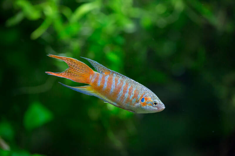 Paradise fish - Macropodus opercularis swimming in a planted aquarium