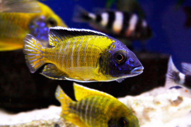 Aulonocara stuartgranti commonly known as sunshine or flavescent peacock swimming in a community cichlid aquarium