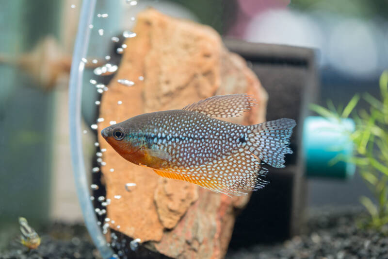 Pearl Gourami (Trichogaster leeri) in a freshwater aquarium