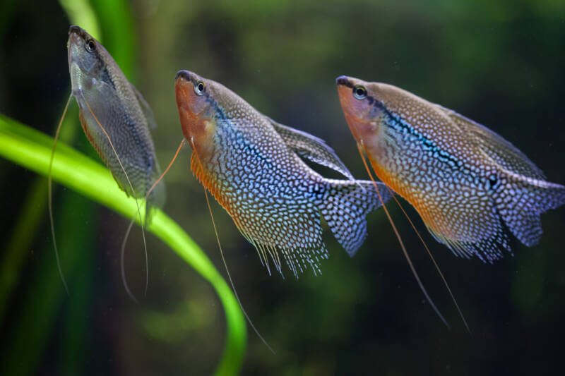 Pearl gouramis Trichopodus leerii, also known as the mosaic gouramiare swimming in a planted aquarium