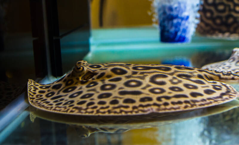 Pearl freshwater stingray in an aquarium without a substrate