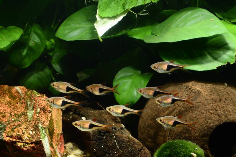 Harlequin Rasboras (Trigonostigma Heteromorpha) in a planted tank