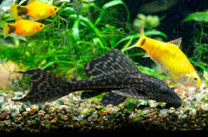 Platies (Xiphophorus maculatus) with barb and ancistrus in a community tank