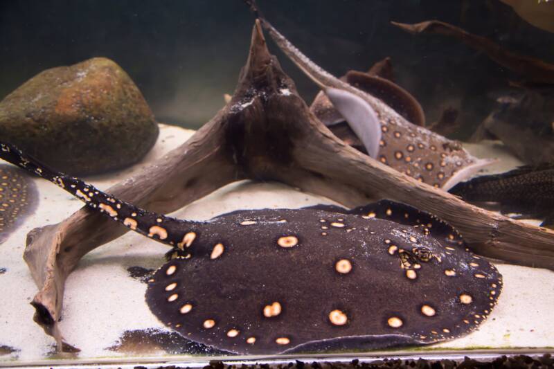 Potamotrygon Henlei on a sandy bottom among driftwood