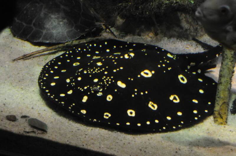 Potamotrygon Henlei stingray known as well as Polkadot Stingray on a sandy bottom