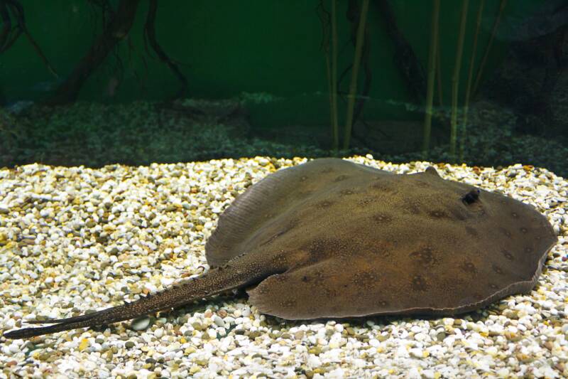 Ocellate river stingray (Potamotrygon motoro), also known as the Black river stingray, or South American freshwater stingray on a stony bottom