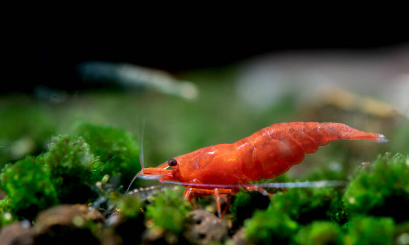 Red Fire cherry Shrimp in a planted aquarium