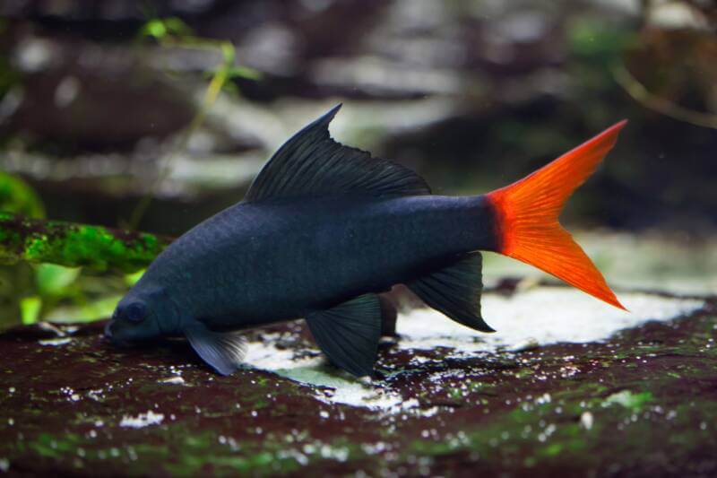 Epalzeorhynchos bicolor or Red Tail Freshwater Shark in aquarium