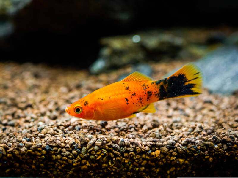 Red Wagtail Platy in a fishtank