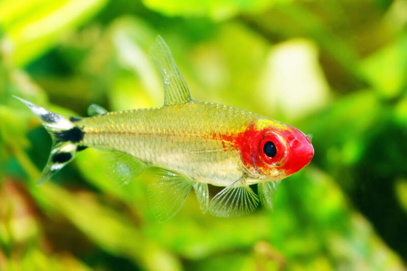 Rummy nose tetra swimming in a planted aquarium