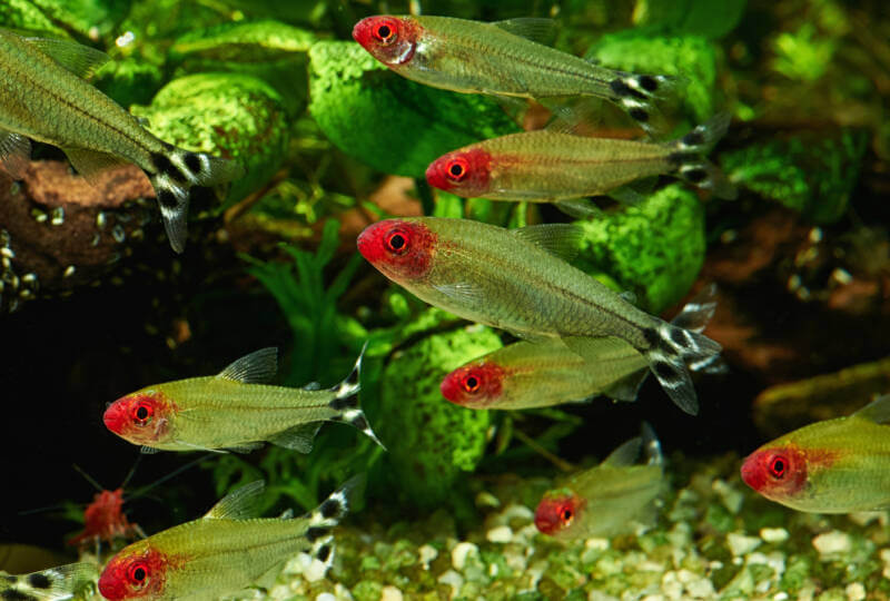 Rummy nose tetras schooling in a planted aquarium