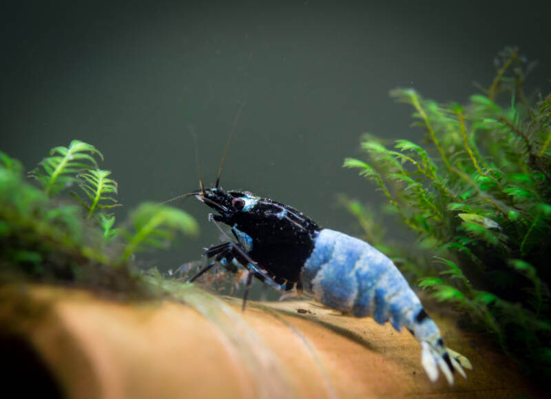 Shadow mosura caridina shrimp on clay decoration with moss background