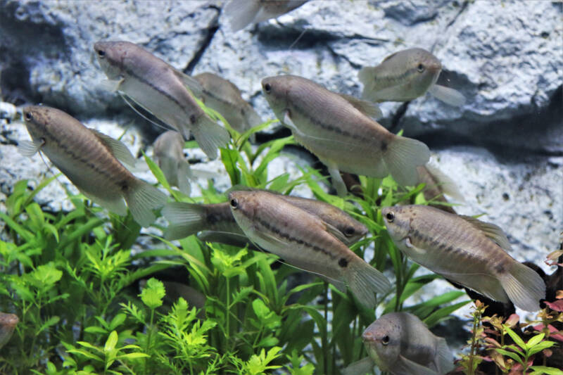 The snakeskin gourami (Trichopodus pectoralis) are swimming in freshwater aquarium