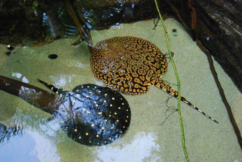 Potamotrygon henlei on the left, Potamotrygon magdalenae on the right