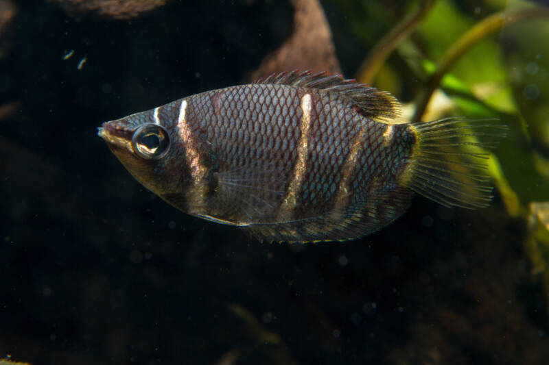 Chocolate Gourami or Sphaerichthys osphromenoidesin a planted aquarium