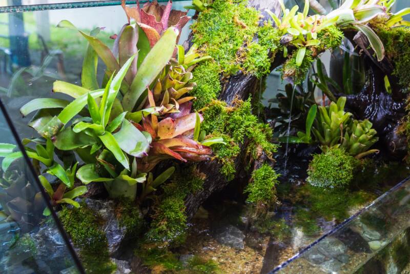 Terrarium style aquarium garden with Java Moss