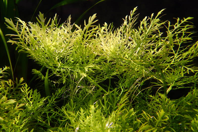 Water Growing Wisteria aquarium plant