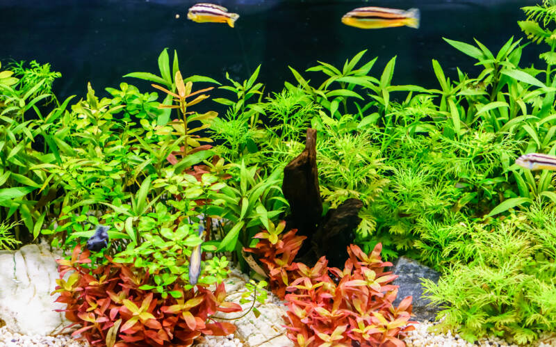 Thriving Water Wisteria in a planted aquarium