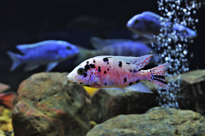 Malawi white OB Peacock swimming in a freshwater aquarium