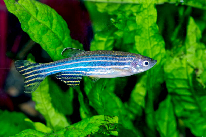 Danio rerio known as well as zebra danio swimming in a planted freshwater aquarium