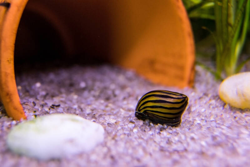 Neritina natalensis also known as zebra nerite snail crawling at the aquarium bottom