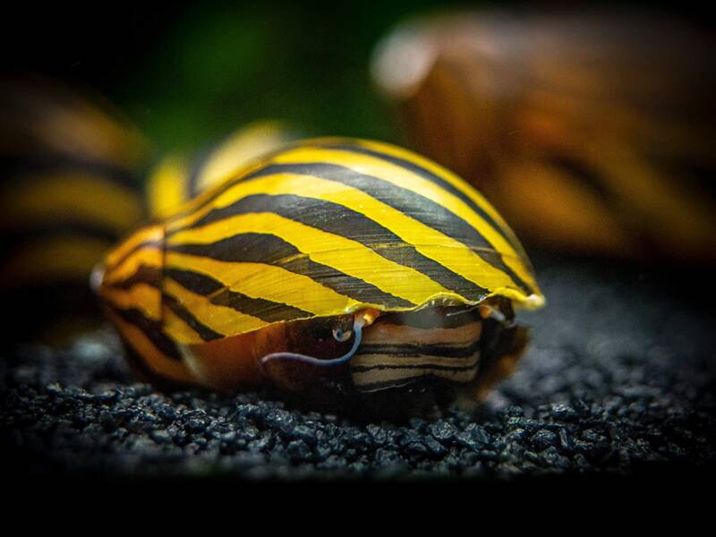 Zebra nerite snail on a dark substrate in a freshwater aquarium