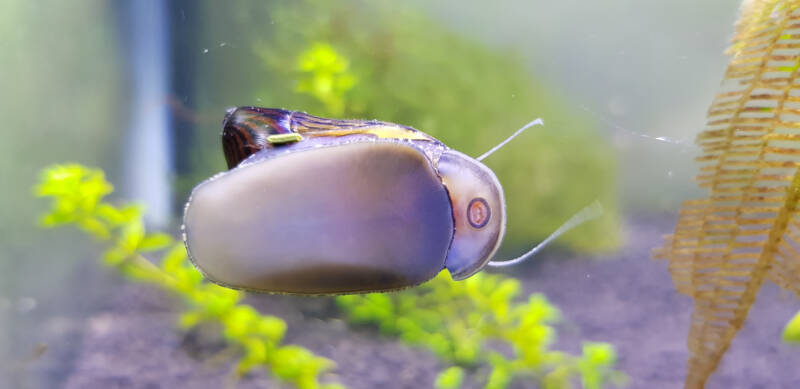 Zebra nerite snail on the aquarium glass grazing for algae