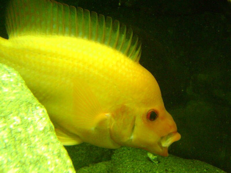 Red Devil Cichlid yawning in a freshwater aquarium