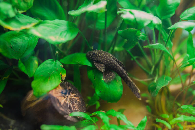 Ancistrus pleco on a anubias plant in a freshwater aquarium