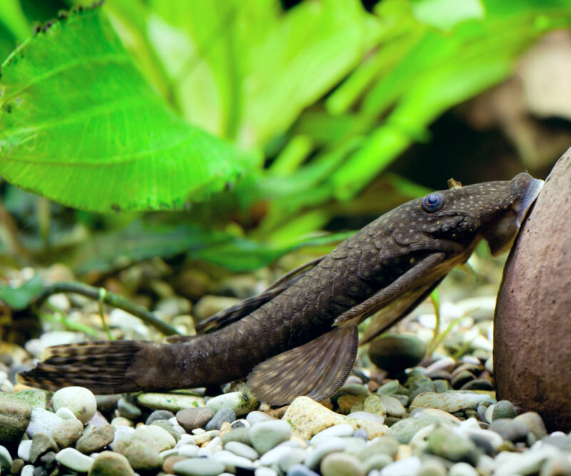 Plecostomus feeding on algae on aquarium decoration