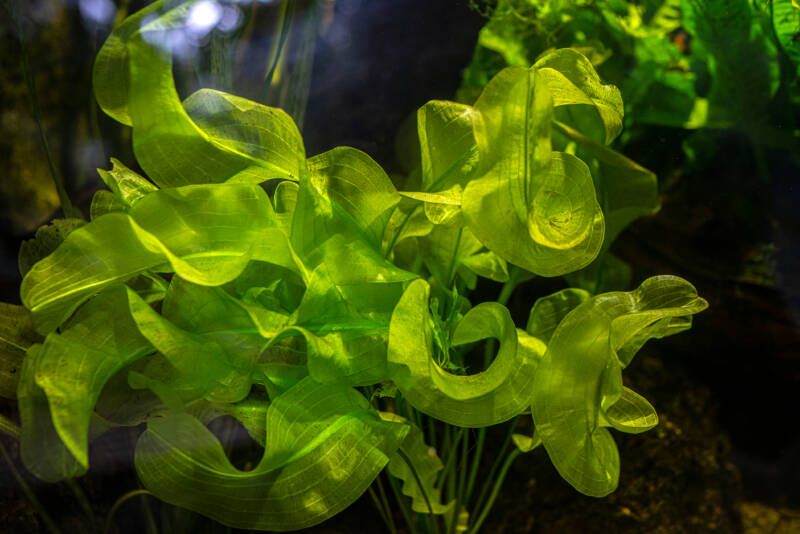 Aquarium plant Aponogeton close up