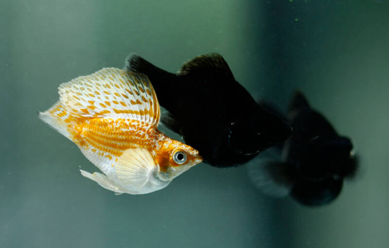 Balloon Molly mating in a fishtank