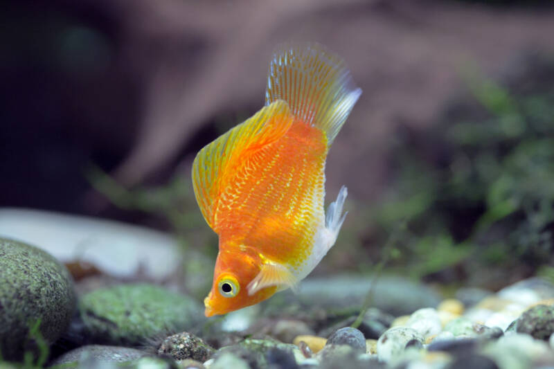 Balloon molly looking for food on the bottom of an aquarium