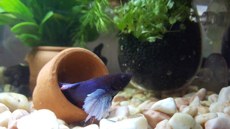 Betta fish in a decorated freshwater aquarium