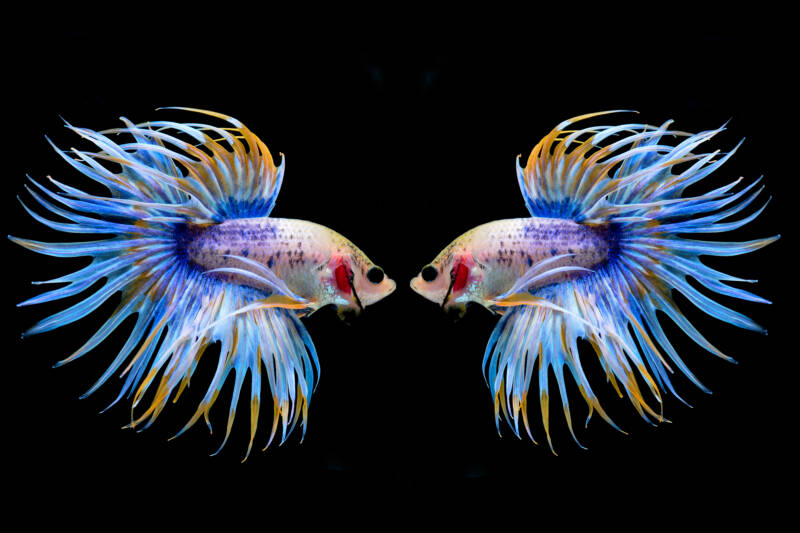 Two fighting betta fish, siamese fighting fish (Crowntail betta) isolated on black background