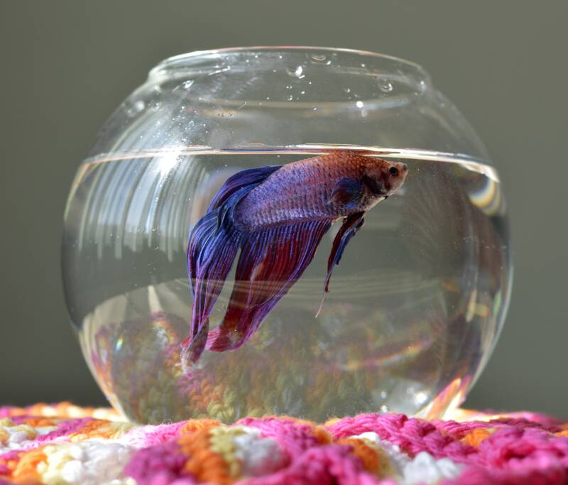 Betta fish in a bowl