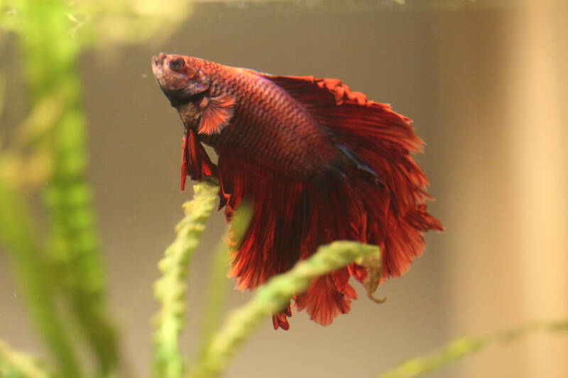 Siamese Fighting Fish (Betta splendens), Betta from the southeast Asian waters in the aquarium