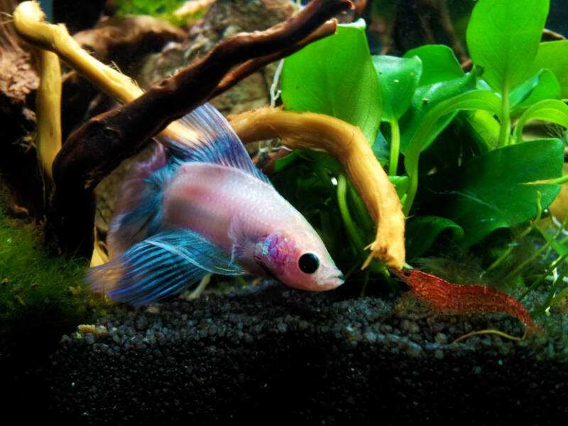 betta splendens and red cherry shrimp in freshwater aquarium