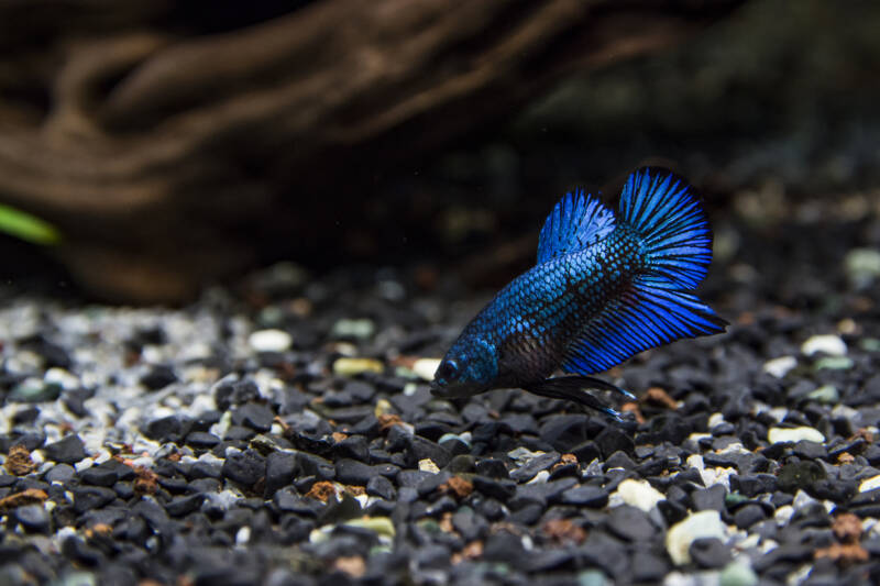 Betta splendens ( Plakat betta ) Looking for food at the bottom of a community tank. Beautiful blue fish with short fin M