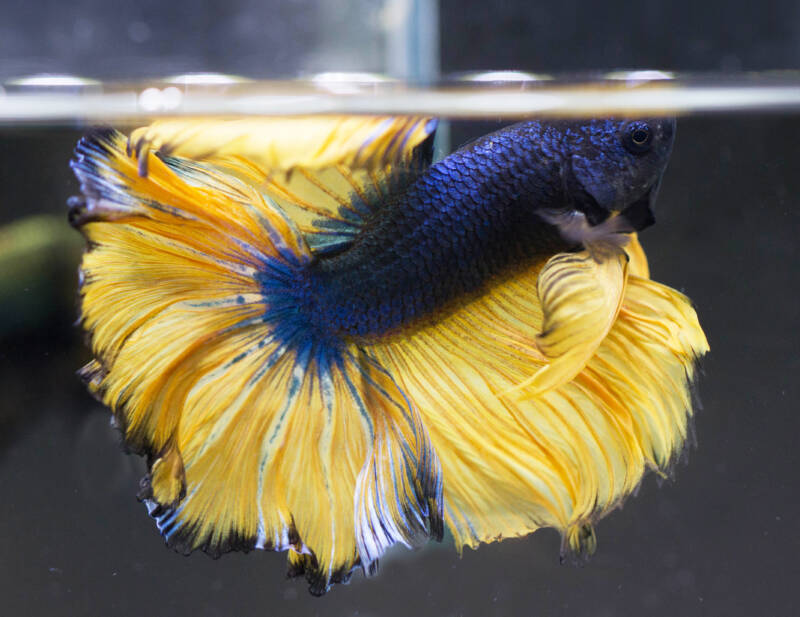 Bicolor rosetail betta swimming in aquarium