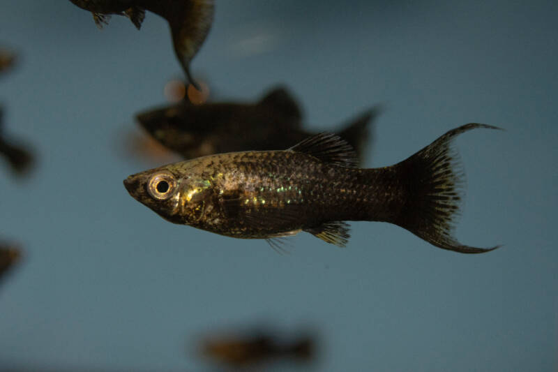 Black Lyretail Molly (Poecilia Sphenops) in freshwater aquarium