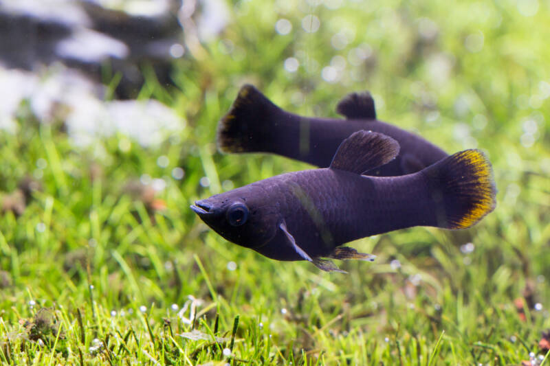 A pair of Poecilia sphenops known as common mollies are swimming in a planted aquarium